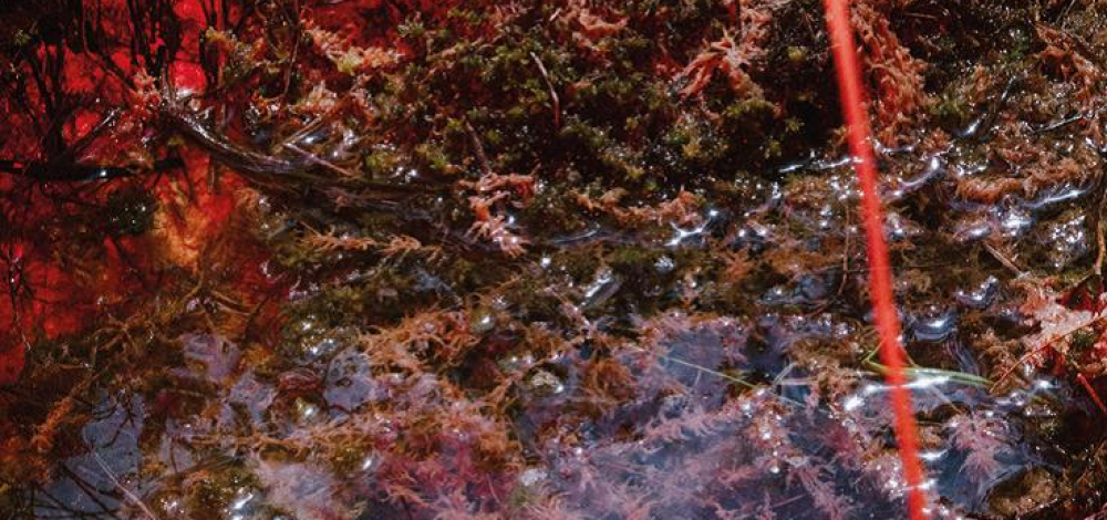 Ausstellung "Turn sand into gold" von Marie Šrajerová im Rahmen der Tschechisch-Deutschen Kulturtage 2024