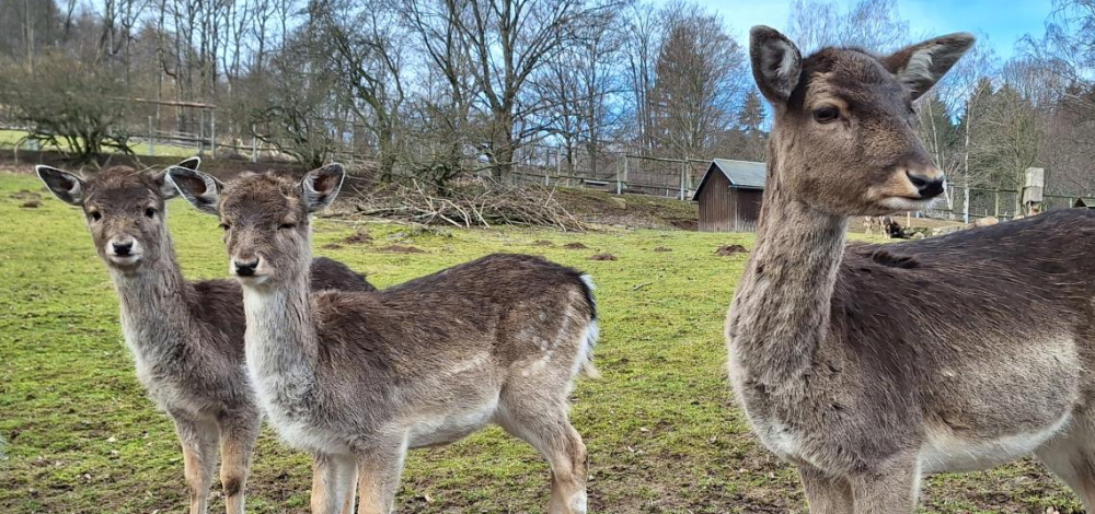 Pfingsten im Wildpark Osterzgebirge