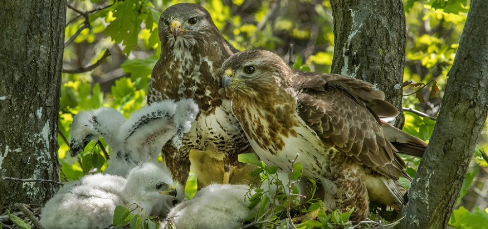 "Naturfotografie bis ins hohe Lebensalter – nur die Verstecke ändern sich!"