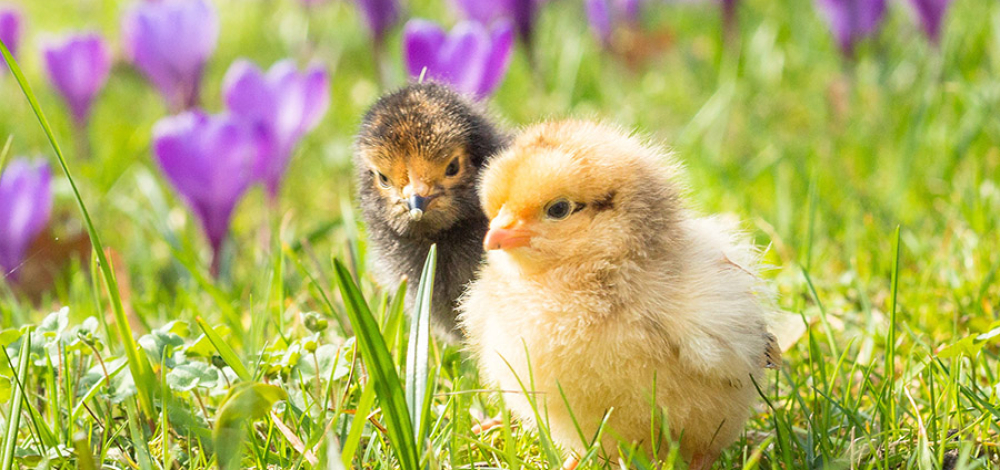Oster(f)eiertage im Naturschutz-Tierpark Görlitz-Zgorzelec