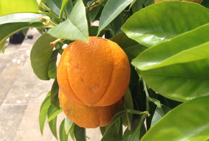 Sonderführung mit dem Orangeur – Zitrus im Barockgarten
