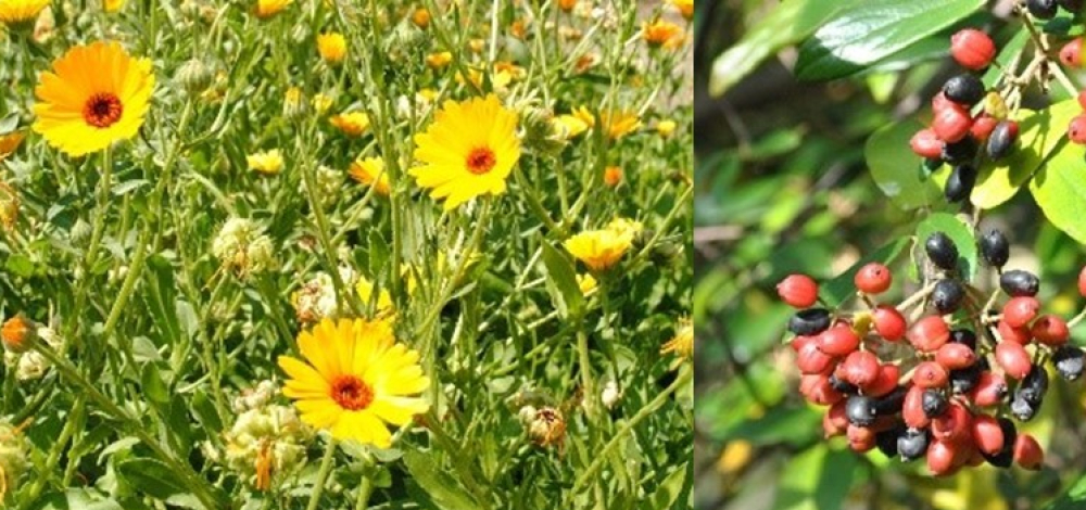 Interkultureller Gartenspaziergang:  Pflanzen der Ukraine und ihre traditionelle Verwendung