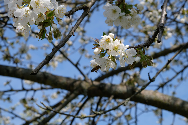 Vom Blütennektar zum Klosterhonig: Entdeckungsreise in die Welt der Bienen des Klosters Altzella