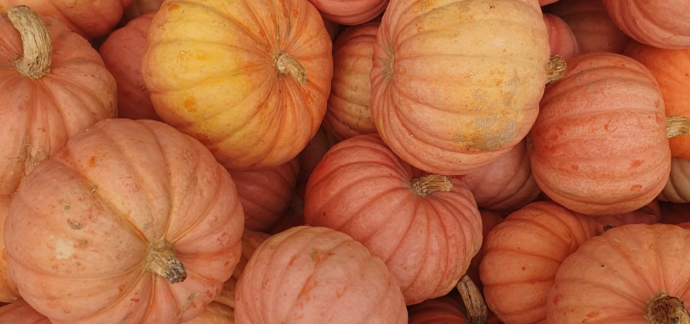 Auf den Kürbis gekommen – Kunterbunte Kürbisküche