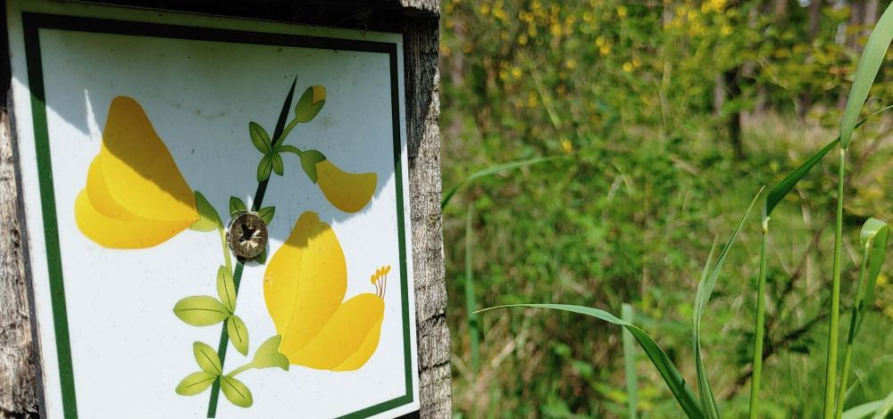 VELO WILDNIS - "Durch die Ginsterblüte"