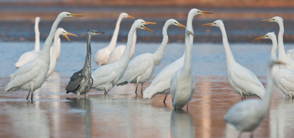 Naturkundliche Exkursion im Herbst: Vogelzug in der Teichlausitz