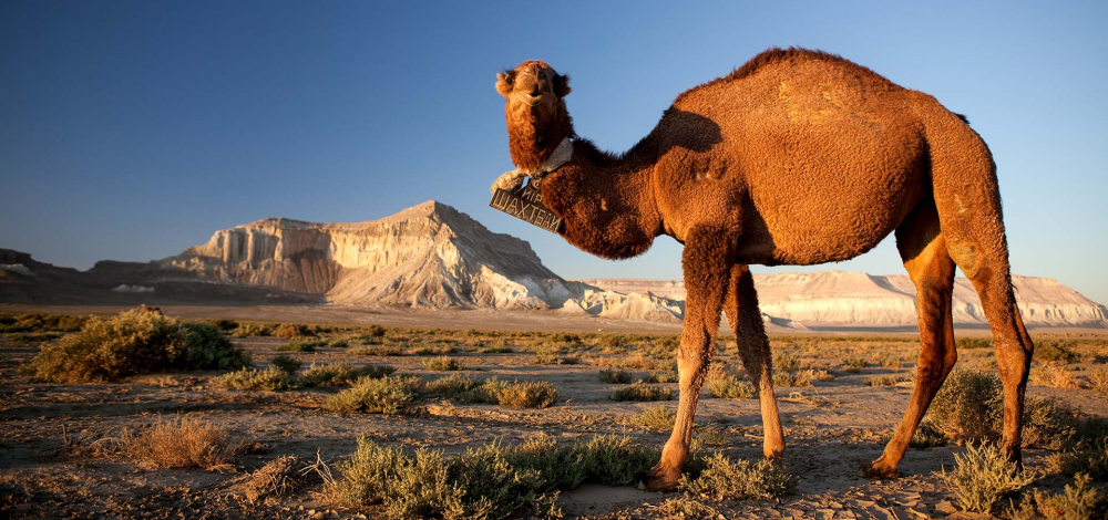 Seidenstraße und Zentralasien - Im Herzen Asiens