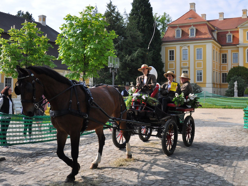 23. Schlossrundfahrt der Pferdegespanne