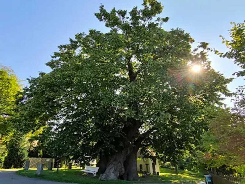 Wanderung vom Schloss Weesenstein zum Lindenmuseum Schmorsdorf und zurück