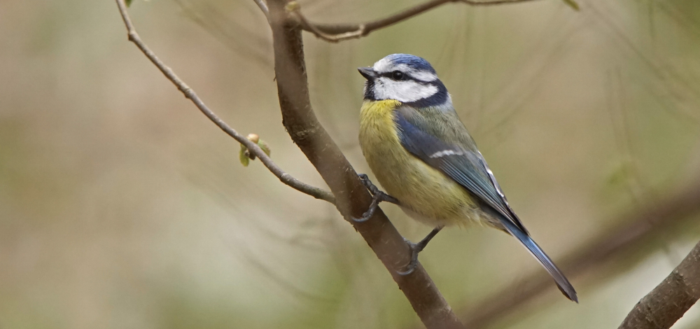 Stunde der Gartenvögel