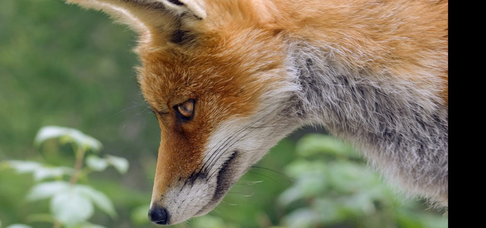 Die magischen Tiere im Schullandheim Sommercamp