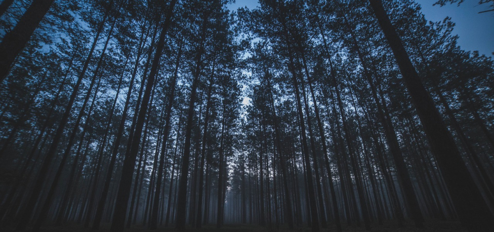 Busführung SPEZIAL "Wildnis bei Nacht"