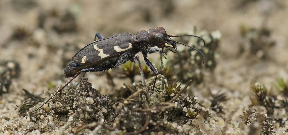Fortbildung für Lehrende: Insektenvielfalt in der Heide