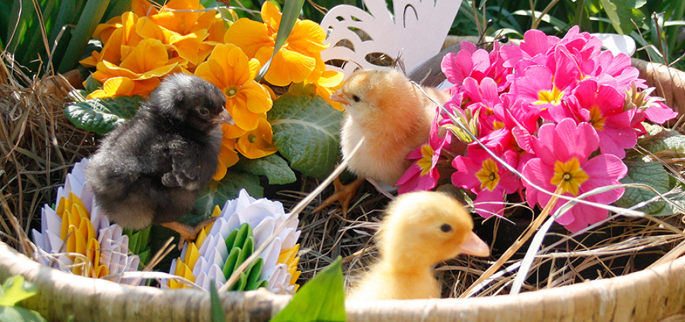 Oster(f)eiertage im Naturschutz-Tierpark Görlitz-Zgorzelec