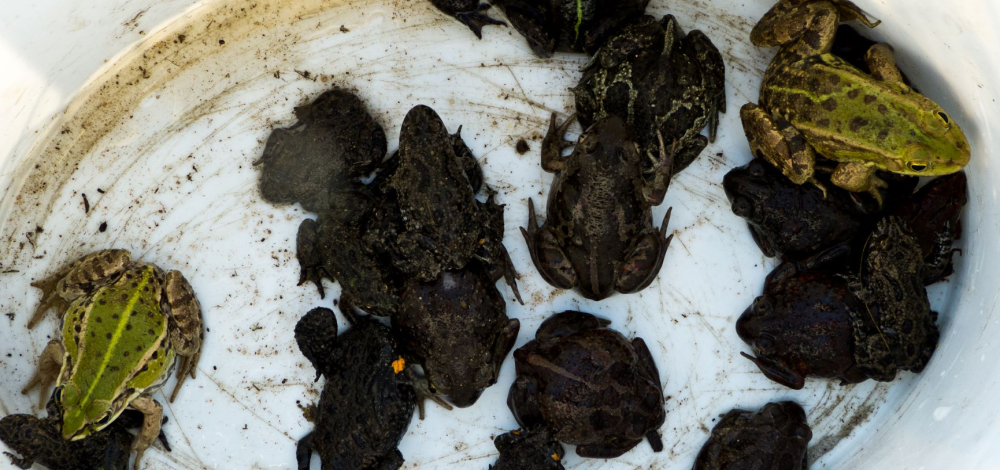 Mit dem Ranger unterwegs: Praktischer Artenschutz am Amphibienzaun