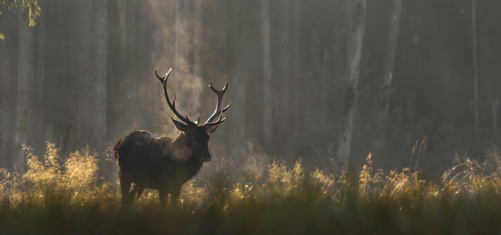 Dokfilm: Das Flüstern der Wälder