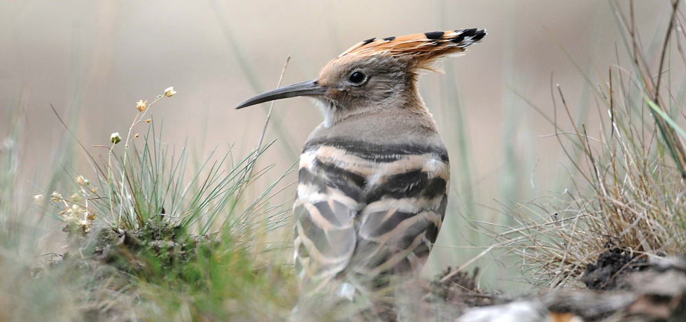 "Wer singt denn da?" - Vogelstimmenwanderung in der Königsbrücker Heide
