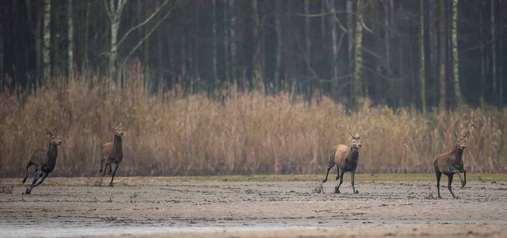 Spurensuche im Advent – Wölfe und andere Wildtiere im Winter