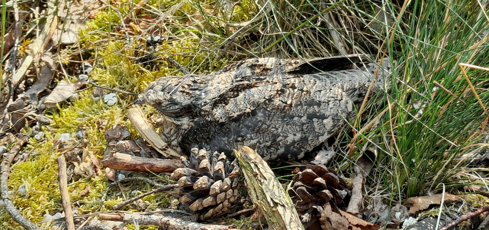 WILDE WANDERUNG - "Auf den Spuren des Ziegenmelkers"