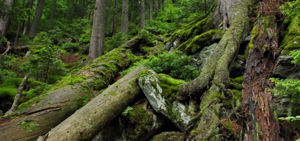 "Ur- und Naturwälder in Deutschland", Vortrag von Naturfotograf Gernot Engler