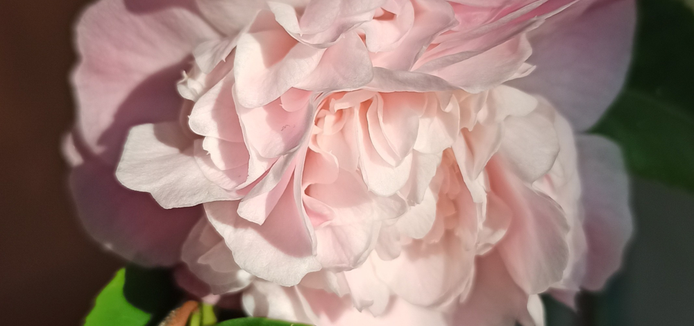 Kamelien-Ausstellung im Botanischen Blindengarten Radeberg eröffnet die Blütensaison