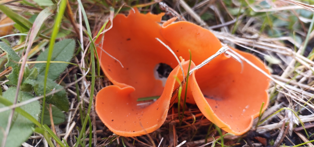 Pilzexkursion zum Keulenberg bei Oberlichtenau