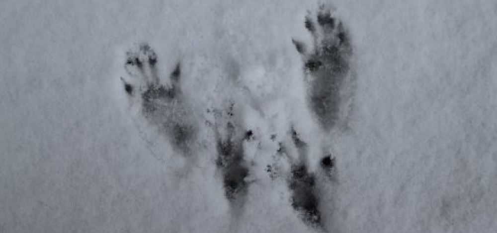 Praxistag der Jungen Naturwächter (JuNas): "Den Wildtieren auf der Spur"