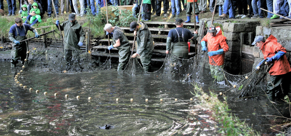 Exkursion: Erntezeit am Karpfenteich