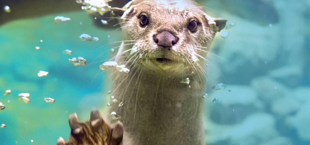 Welt-Otter-Tag