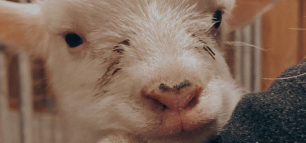 Mit dem Schäfer unterwegs