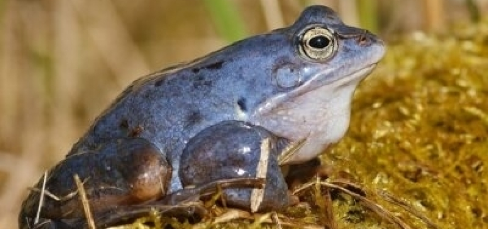 Exkursion: Frösche, Unken und Co. -Angebot für die ganze Familie