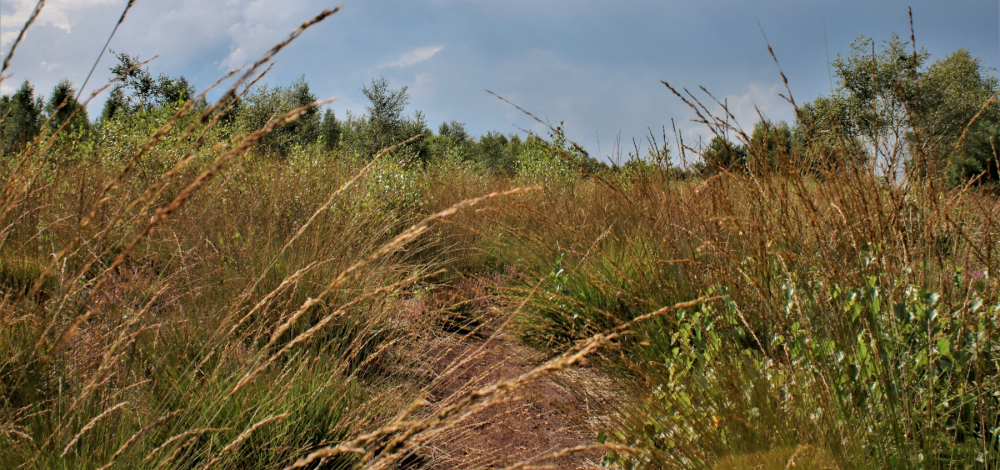 Exkursion in die Moore der Krebaer Heide