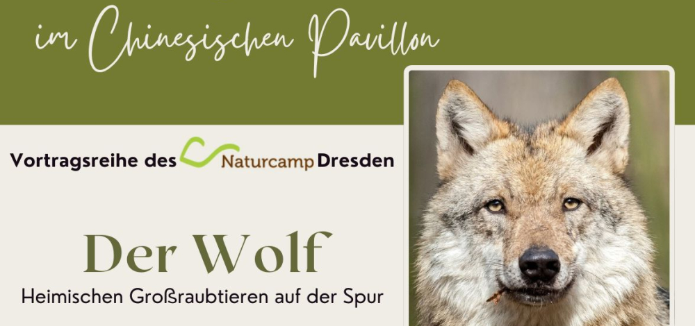 DER WOLF - Heimischen Großraubtieren auf der Spur