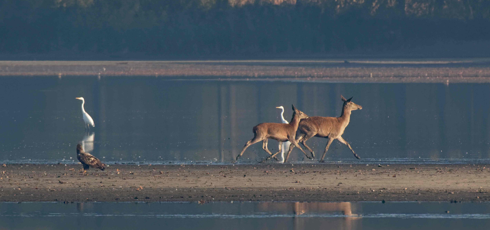 Exkursion Hirschbrunft Niederspree