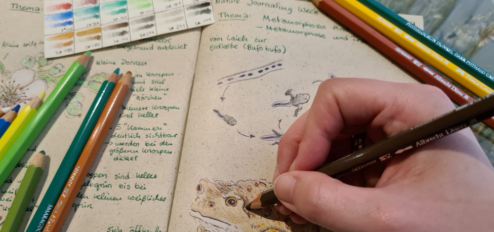 Nature-Journaling – Entdecke deinen Teichmoment