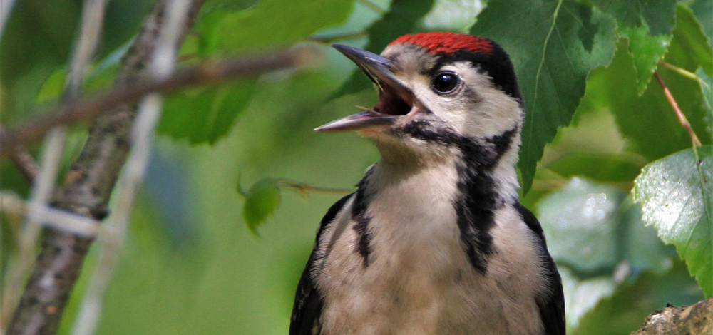 Naturkundliche Exkursion: Vogelstimmenwanderung Hutberg Kamenz