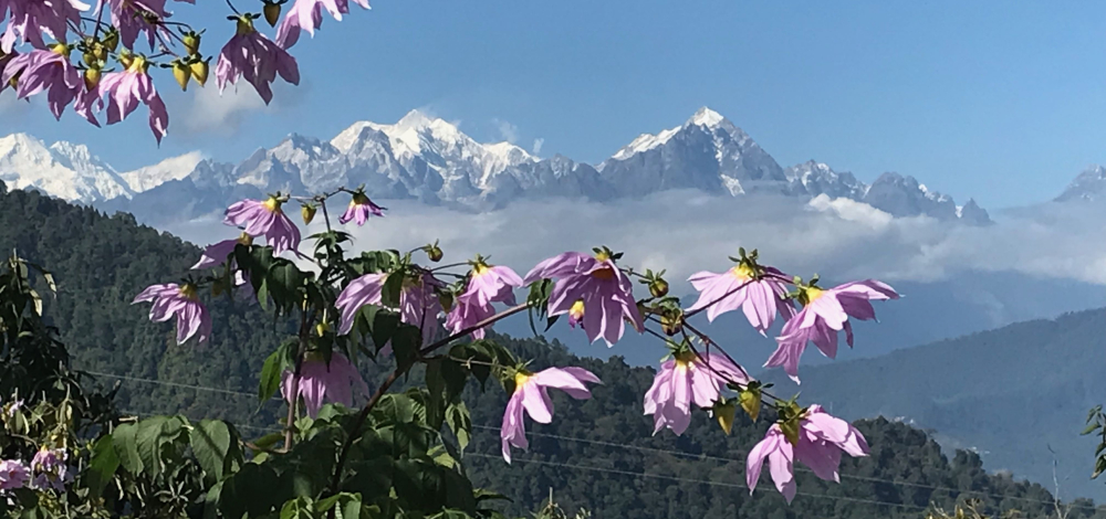 Flechtenforschung im Osthimalaya – Expeditionen nach Sikkim