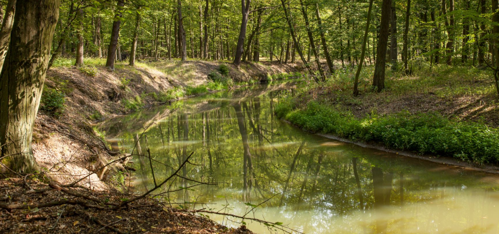 Abendwanderung entlang der wilden Spree zwischen Halbendorf und Lömischau