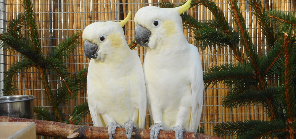 Vogelschau in Dresden-Weixdorf