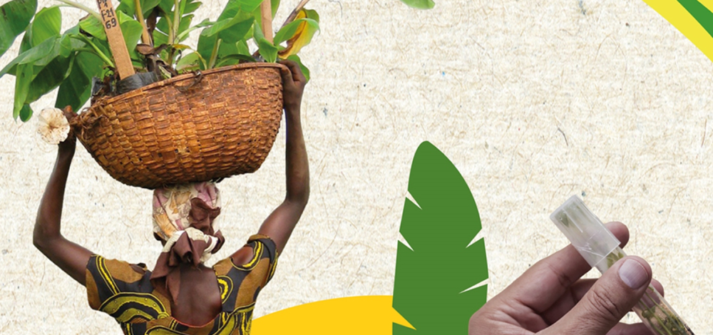 SONDERAUSSTELLUNG | BananaRama – Eine Forschungsreise zur Banane