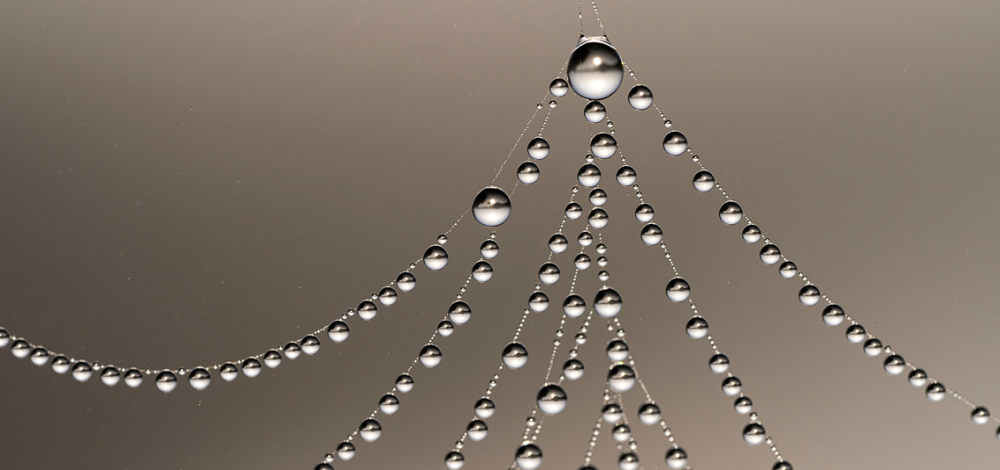 Schönheit des Vollkommenen - Naturfotografien von Christian Grayer