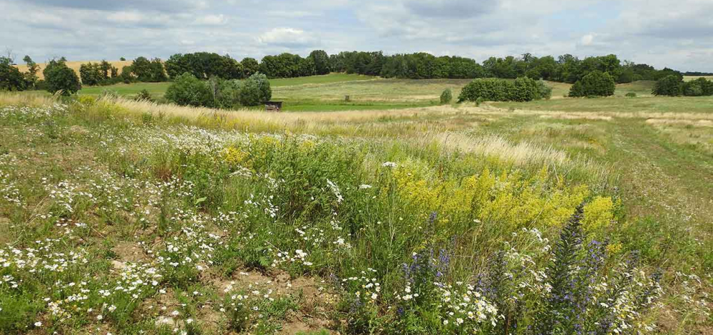 Naturkundlicher Vortrag: 50 Jahre ornithologische und Naturschutzarbeit in Großdittmannsdof