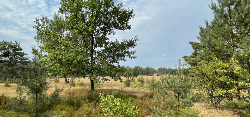 Themenwanderung zum Berufsausstieg - Auf dem Heller (7km, mittel)