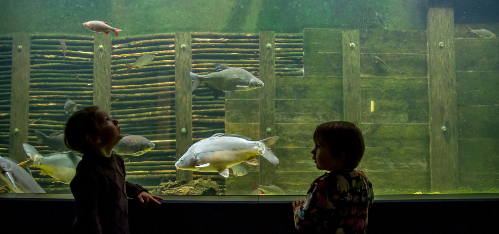 Auf Augenhöhe mit Karpfen und Co.