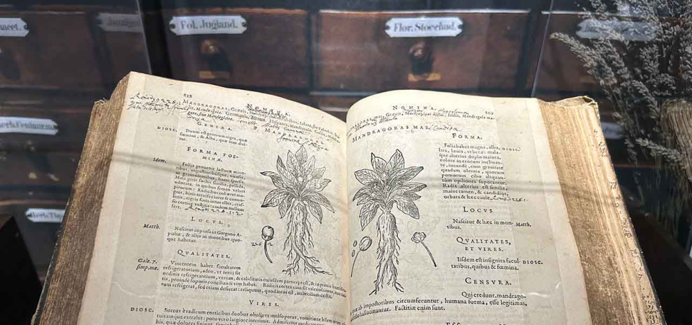 Aktionstag im Museum: Heilkräuter und Zauberpflanzen