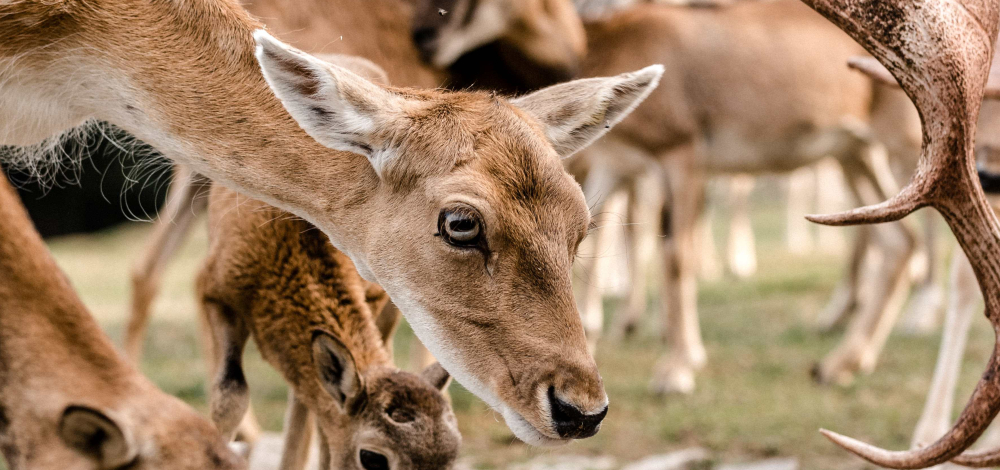 Fütterung im Wildpark Osterzgebirge