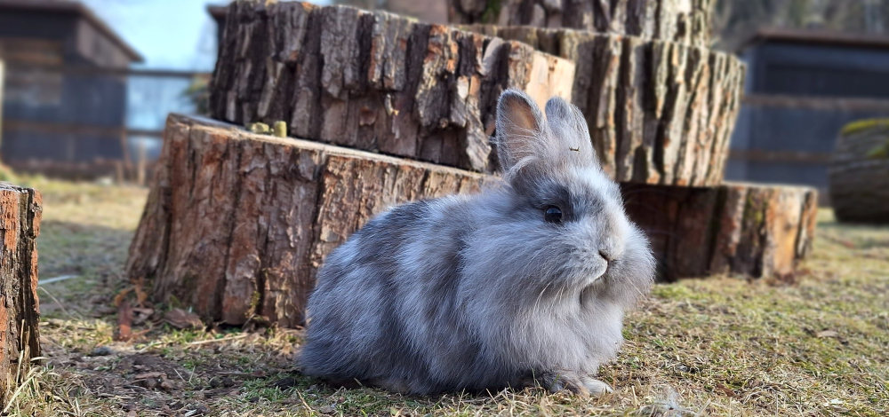Besuch vom Osterhasen