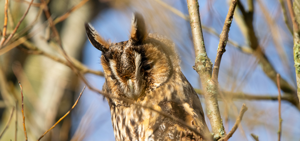 Vortrag über die Eulenwelt im Oberlausitzer Bergland & Uhu-Exkursion