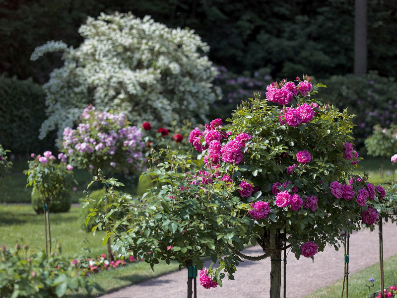 "Auf Rosen gebettet" - Eine Führung im Badehaus und Garten