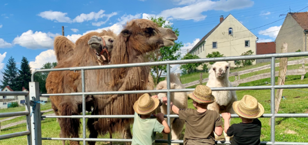 Tag der offenen Tür auf dem Kamelhof
